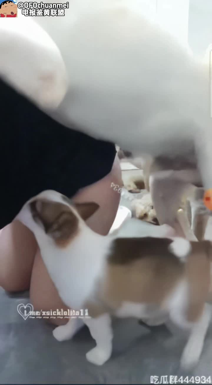 真的像狗一样养