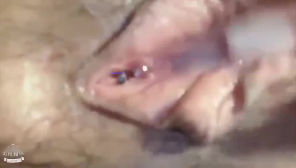 斗鱼主播爆乳骚骚D土豪定制大尺度流出漂亮豪乳女神竟有个蝴蝶逼 #国产 #自拍 #反差 #直播