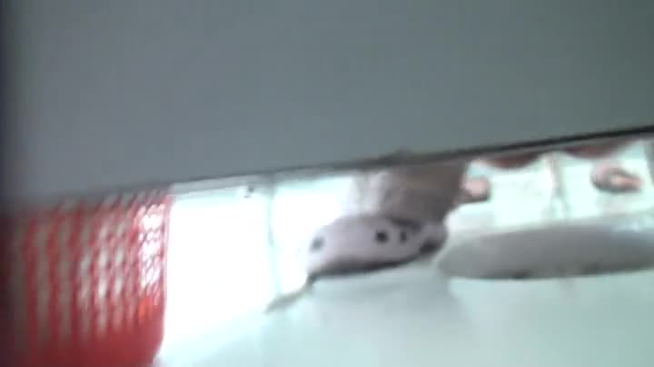 厕拍特写洞洞鞋小丫头从神秘森林里流出白白的浆汁，天然润滑油