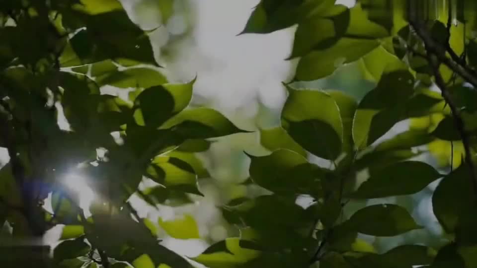 #淫叫 #骚逼 #绿帽 #人妻 #骚货麻豆映画传媒x三只狼SZL027高考落榜去大哥家住被嫂子勾引