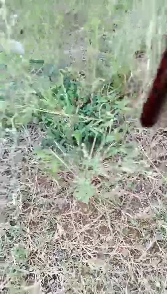 【钢炮寻爱】 户外车震~沟搭人妻熟女催情药无套内射#钢炮寻爱  #内射  #车震  #人妻  #催情药