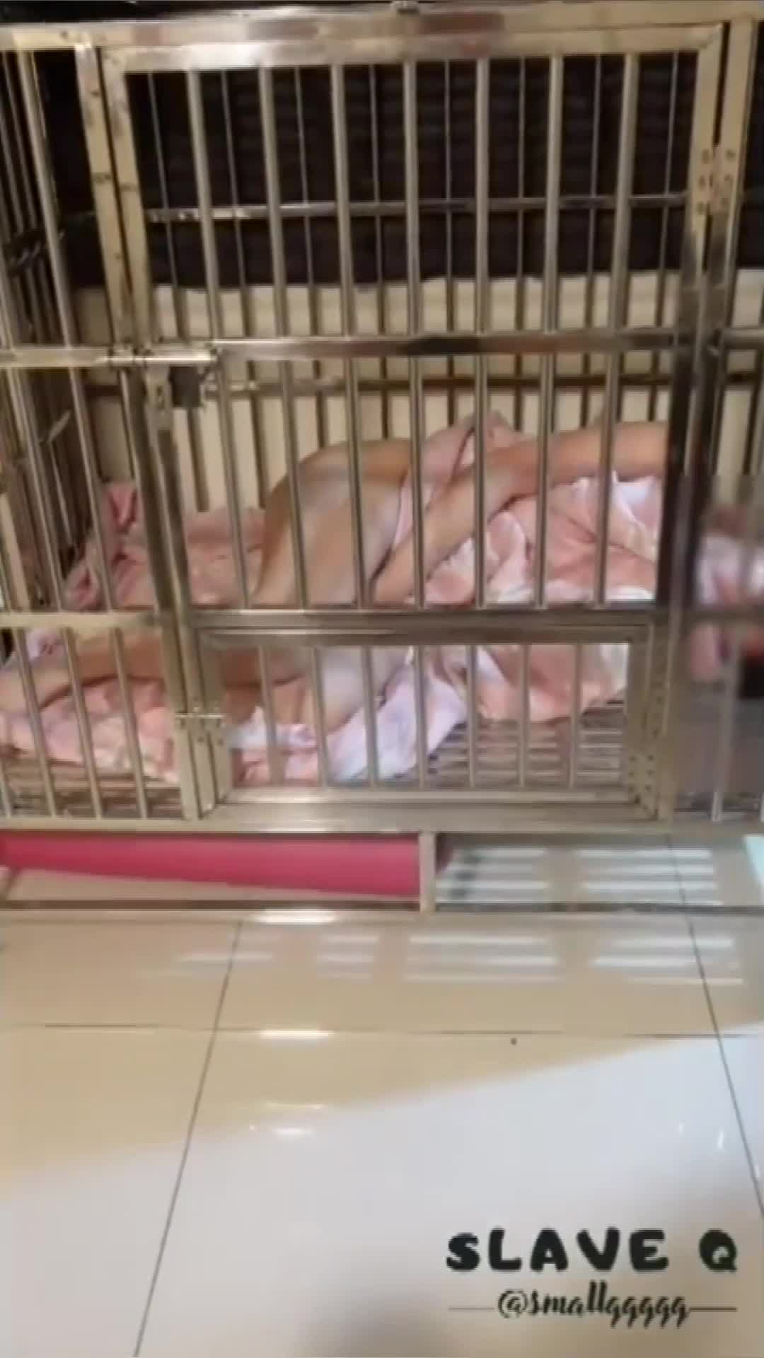 推特优质超强调教大佬【奴隶物语】高潮惩罚篇，母狗小Q，电击放尿走绳做爱夹舌各种惩罚#推特  #调教  #奴隶物语  #高潮  #母狗小Q  #电击 #放尿  #走绳