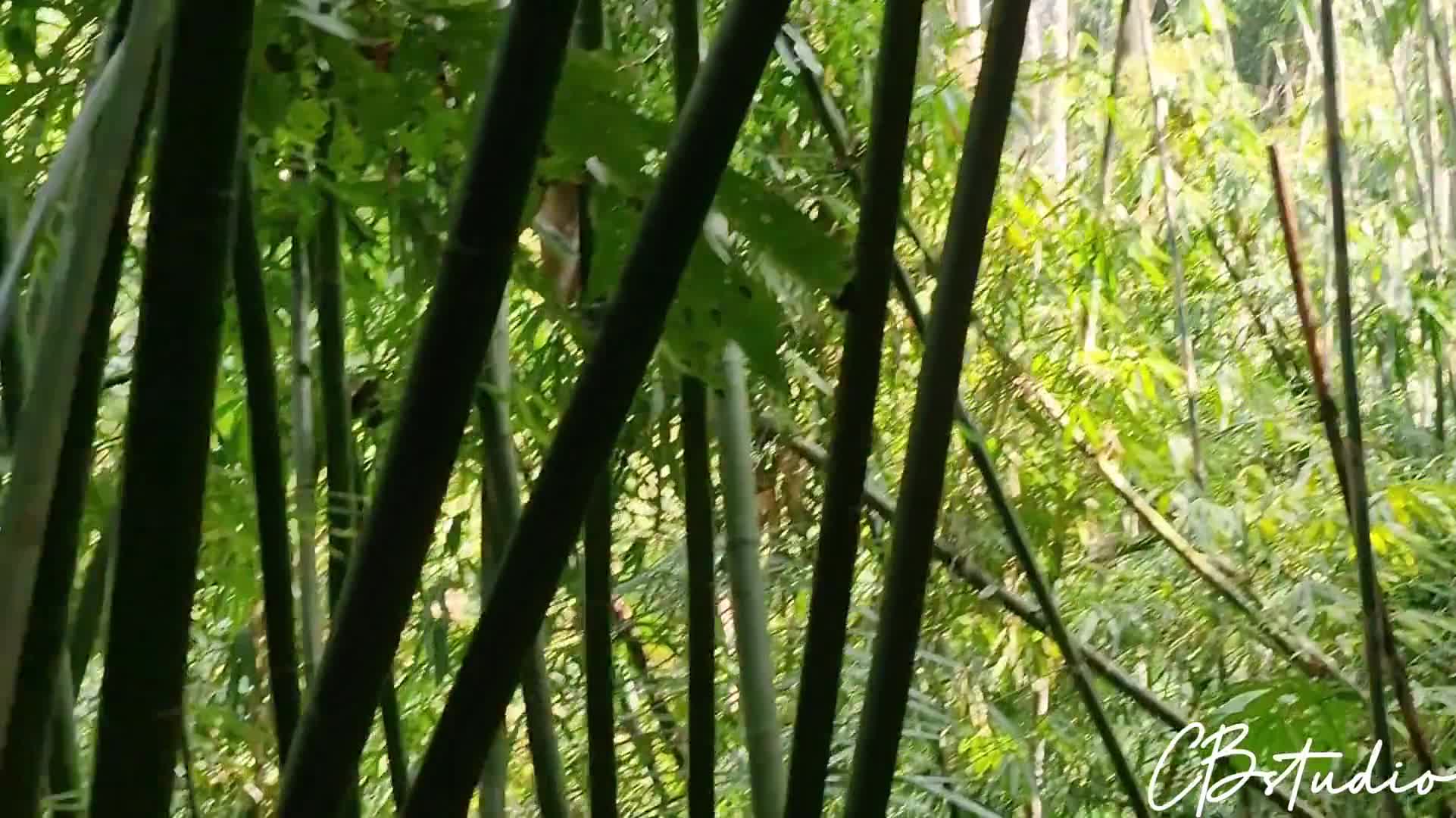 CB - [PH] - Sex in the Jungle