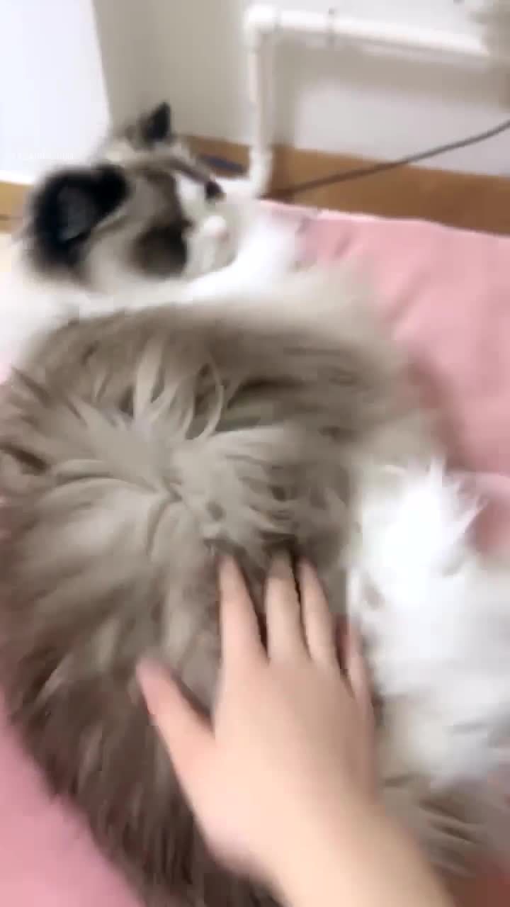 #小芊 好精致的颜值！美的犯规~极品美乳 肥鲍~跳蛋自慰~