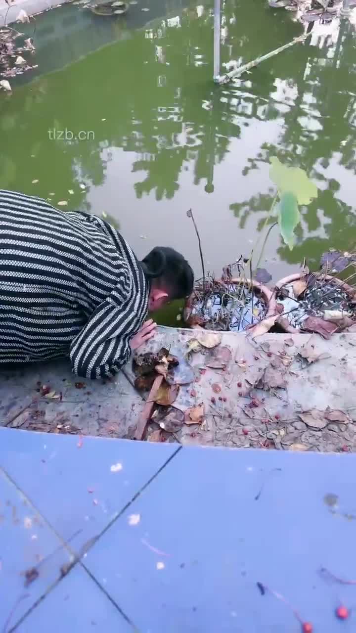 宸宸TJ:庄园遛狗