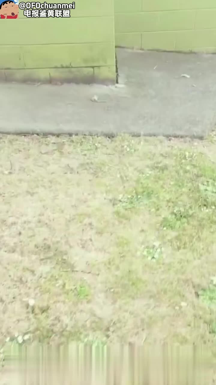 单位人妻上厕所，被按住强迫口交，最后射了一脸