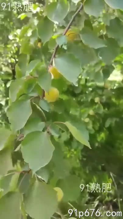 她的丰腴胴体在阳光下泛着油光，成熟的蜜桃般诱人。我贪婪地吮吸着她饱满的乳房，感受着肌肤的温热与柔软。汗水混合着泥土的芬芳，刺激着我的感官。#熟女 #野战 #果园