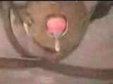 #insex #虐待 #欧美 #窒息 很古老的一个大系列画质实在不好大家见谅！之前发的不全还看不了我重新压缩过了！应该会好点！查看置顶信息进群看全集哦！
