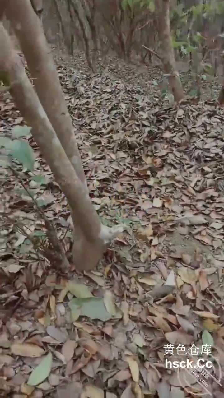 标题: 海角社区