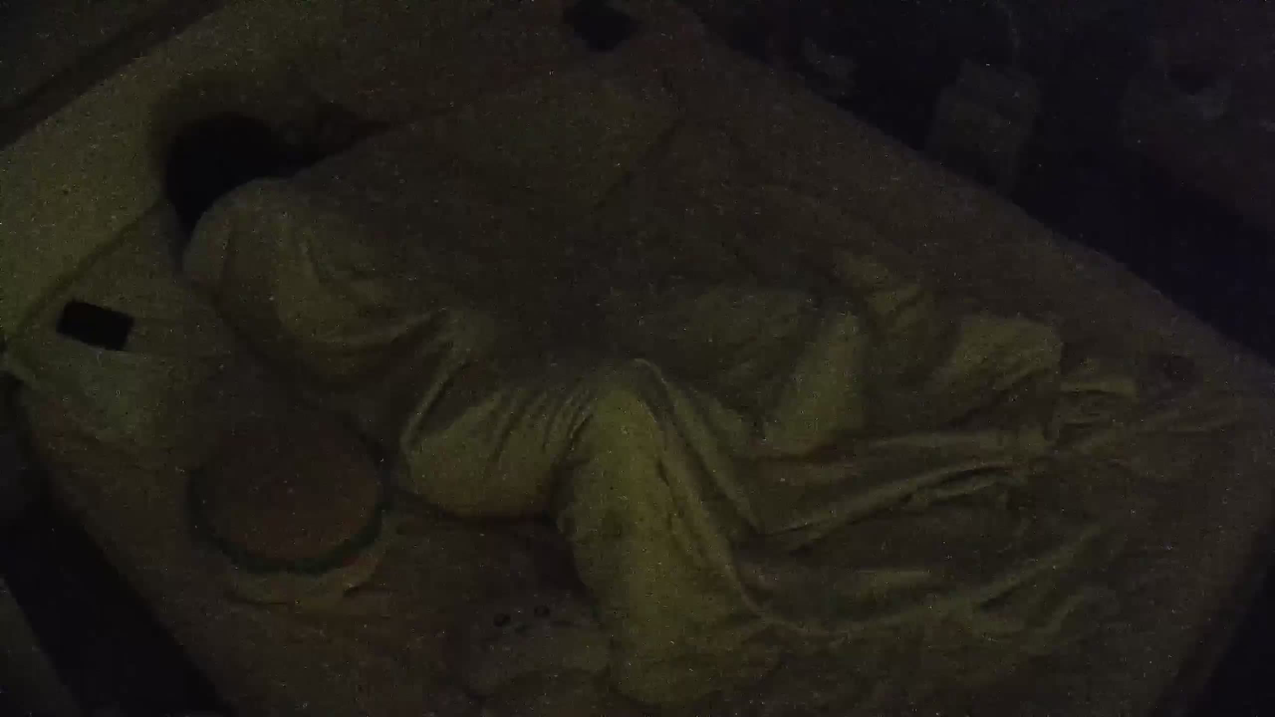 八月最新流出酒店偷拍精品 性欲很强的高颜值美女感情生活混乱，大哥操完男友操