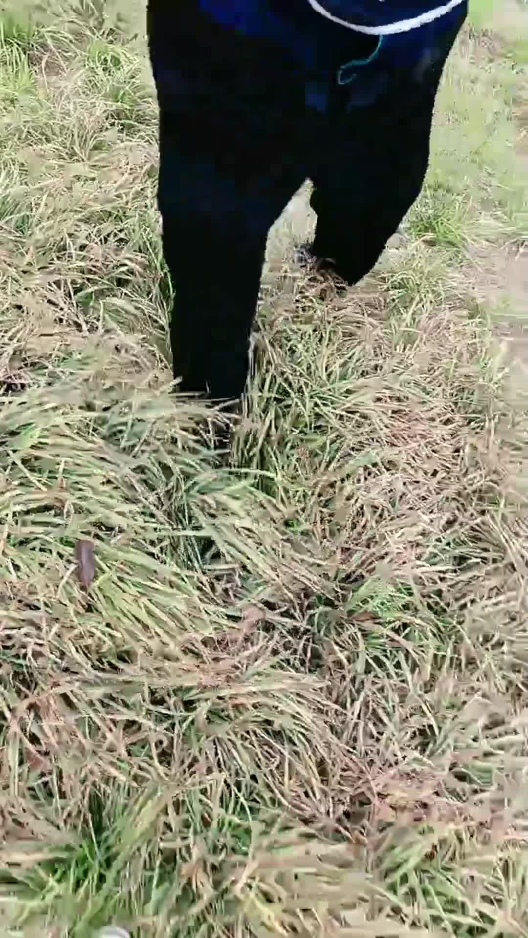 户外野战 淫荡少妇骚话勾引57岁保安大爷