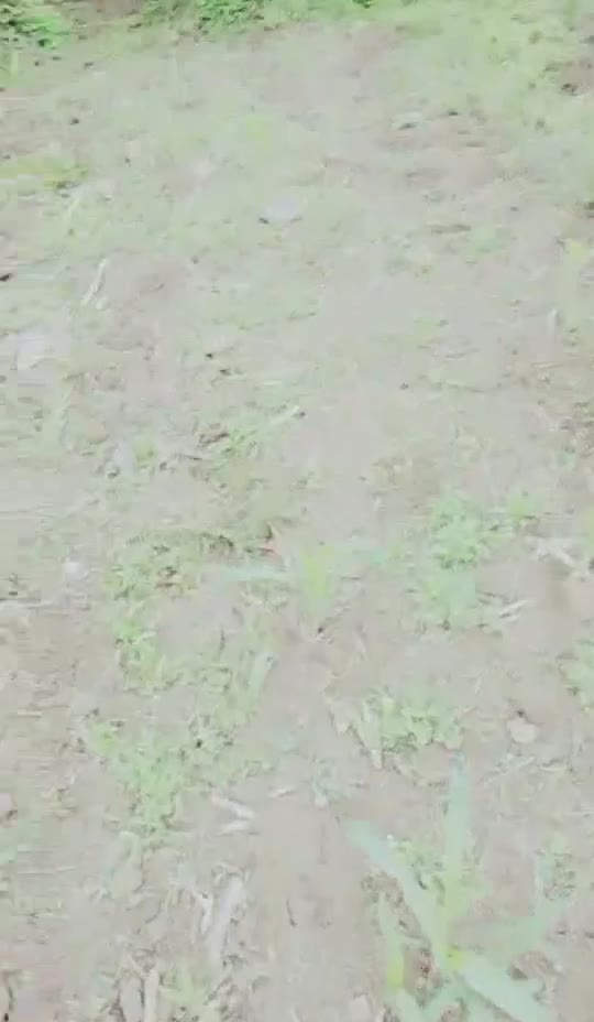 “我们随便可以摸的吃你JJ可以吗”声音甜美贵阳天然巨乳农村放牛姑娘姐妹山上放牛寻求帮忙勾引干活的大叔野战点击免费加入