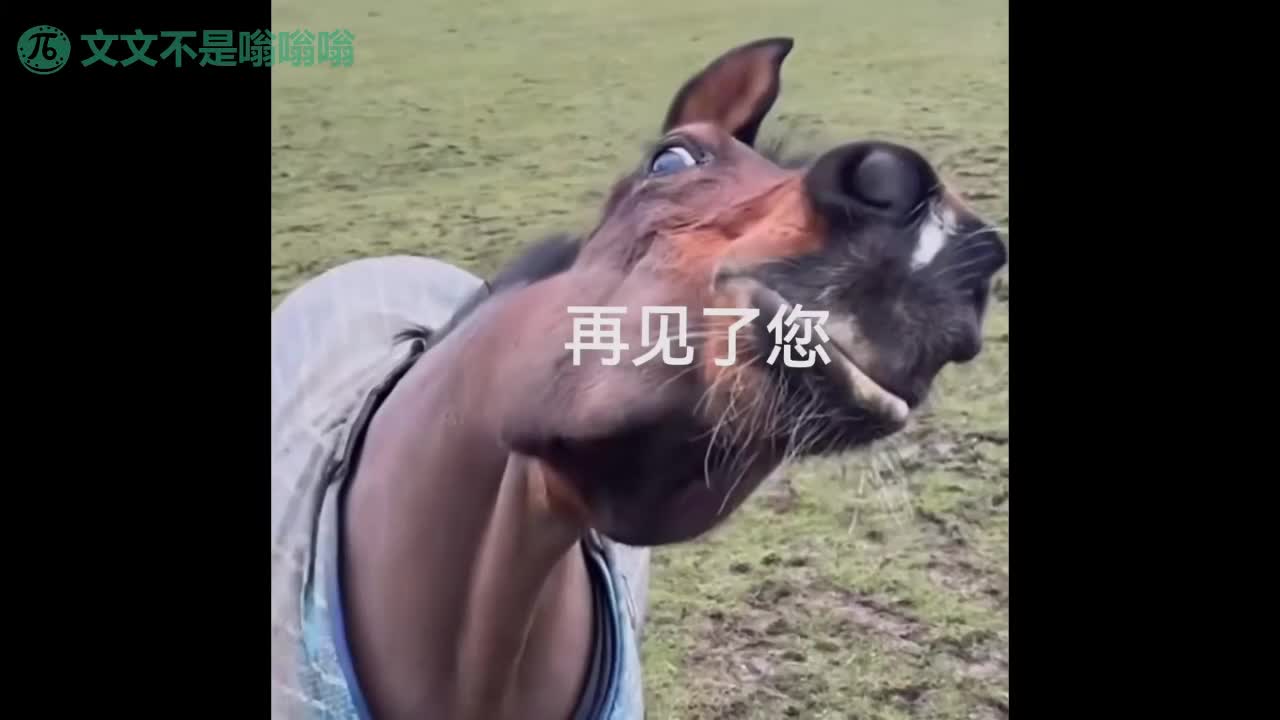 250412D 【双人解说·综艺AV】<女神恋爱️巴士>全集(已完结)  女优：#凌薇 #苏清歌 #韩棠标签：#凌辱 #强奸 #户外 #综艺