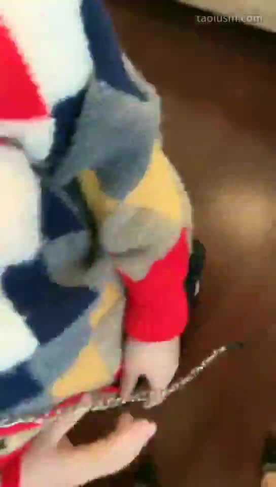 #歌迪丝 #女主天地 #直播回放母狗首吃痰，公母狗同抢一只脚
