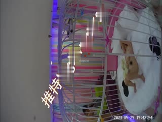 自拍,偷拍,泄密2023-5-29流出萤石云酒店鸟笼房偷拍❤️风骚迷人的嫂子和小叔子开房偷情貌似没满足干完还想要