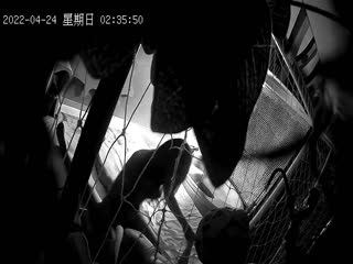 自拍,偷拍,泄密2022-4-25 新台解密渔网房偷拍锅盖头小哥和高颜值美女炮友开房两天干到腿软了