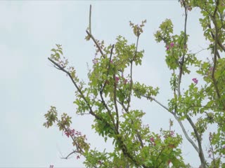 伦理片,三级片善良妈妈的朋友3