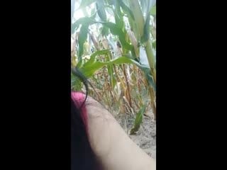 国产自拍颜值骚逊的村姑女主播礼物刷到500块到玉米地里电动鸡巴插逼电都用光了